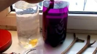 как размножать виноград черенками