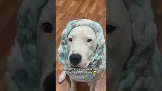 Просто мама колбасков не даёт 🥺 