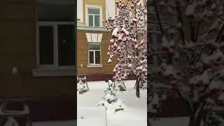 Красотка рябина под снегом)
