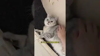 Chubby Cat being too lazy for exercise 🤣 #shorts
