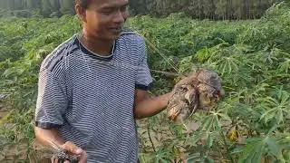 Bẫy chim cút đêm căn cứ 6 , bình thuận và đôi lời tâm sự