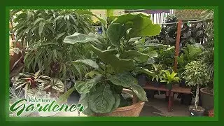 Indoor Plant Trends | Volunteer Gardener