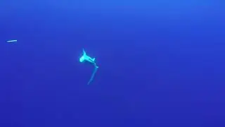 Bigeye thresher #sharks (Alopias superciliosus) caught and released