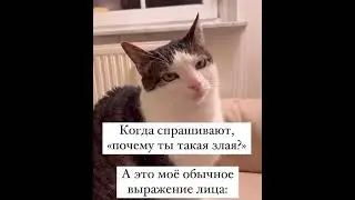 😂 #нейрография #cat #artmusic #фотосессияlovestory