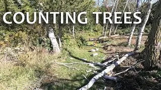 I Know, Let’s Count the Trees that Have Fallen on Our Roads!