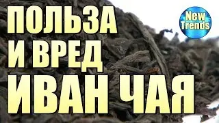 ПОЛЬЗА и ВРЕД ИВАН ЧАЯ !!!