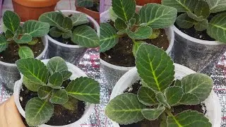 Как важно вовремя пересадить сеянцы Часть 3
