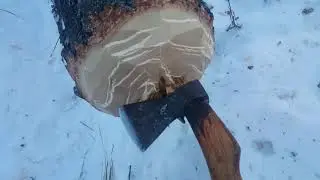 Охота на куницу (повисла на дереве пришлось рубить)