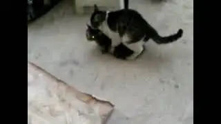 Коты еб@ться | 😹