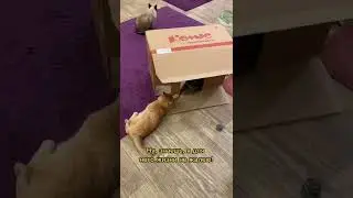 Когда немножко поссорился с другом 😸🐾 