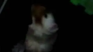 GUINEA PIG