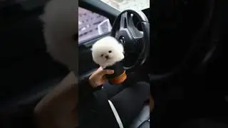 Un CONO Peludo 😱 -pomerania #gatitos #animals #divertidos #gatos #perros #lindos #mascotas #cute