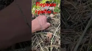 Первые грибы 2023