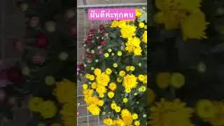 ดอกไม้สวยๆ #beautifulflowers #beautiful #สวยงาม #ดอกไม้ #ดอกไม้สวยงาม #flowers #viralshort #shorts