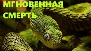 ТОП 10 САМЫХ БОЛЬШИХ И ОПАСНЫХ ЗМЕИ В МИРЕ | Обзор