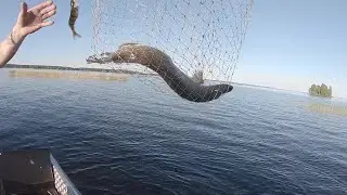 Fishing for three))) Spinning. Karelia. Lake Onega