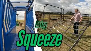 Squeeze a Cow: Priefert S04 and Cattle System