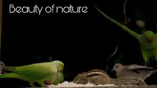 Beauty of nature ❤ lets make some Bird photography my first time✌🏻.