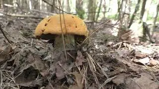 ОДИН В ЗАСУХУ В ЛЕС ПО ГРИБЫ! И мне удалось найти КРАСИВЫЕ ЛЕСНЫЕ ГРИБЫ!
