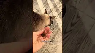 Пробуем корма