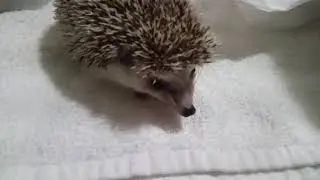 Hedgehog eating worms