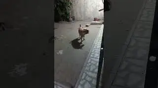 A CACHORRADA TENTANDO FUGIR DA NICOLE #pets #cachorrada #viralatas