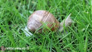Watch how snails mate, something surprising / animal world