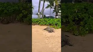 Sea Turtle On The Beach On Oahu