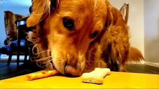Golden Retriever's Favorite Treats