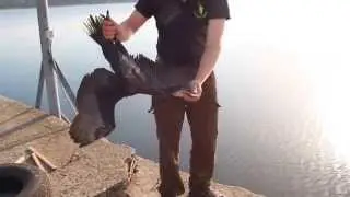 Освобождение баклана ч.2