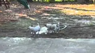 Dirty dogs