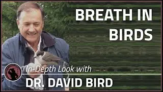 #S09 Special Episode - An In Depth Look at the Breathing Process of Birds with Dr. David Bird