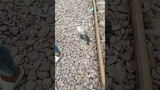 kanpur ki gali