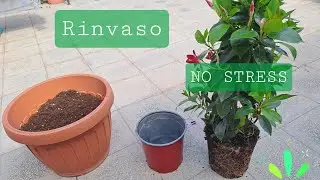 Rinvaso semplice e veloce, metodo per rinvasare senza stress per noi e per la nuova pianta