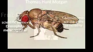 Chromosome Theory of Inheritance