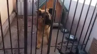 Умный пес