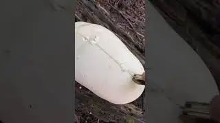 Found a Giant Puffball Mushroom 😱🍄