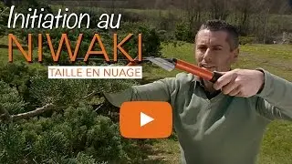 NIWAKI - Taille en nuage - Taille japonaise - Arbre en nuage - Chroniqueur jardin Franck PROST