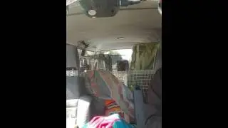 Parrot sings during road trip