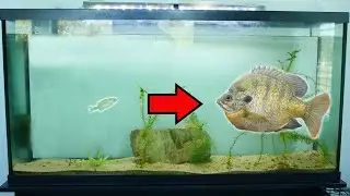 Growing the Next World Record Bluegill!