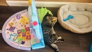 Fastest 2 Legged Cat EVER!