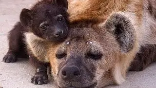 Вся правда о гиенах! Фильмы про животных, новые документальные фильмы