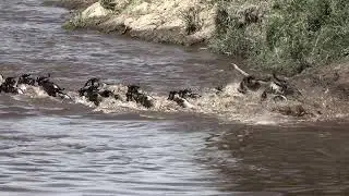 The Great Migration- River Crossing