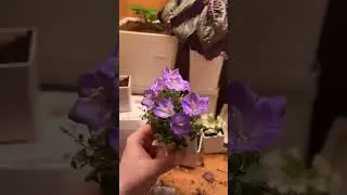 Колокольчик карпатский Рапидо (Rapido) 