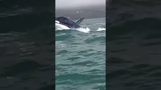 Float like a Butterfly, Swim like a Dolphin | The Latest Innovation of the Future