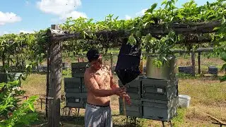 Catch Swarming