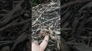 Опята во дворе в центре города. Как вырастить съедобные грибы у себя во дворе. Простой способ.