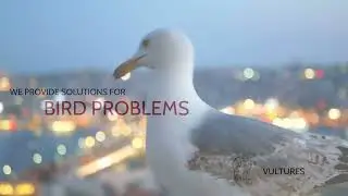 Bird Control Services