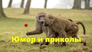 Смешные видео истории. Юмор и приколы.