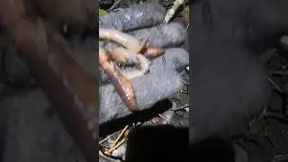 ЛовлюХробаків-КОХАНЦІВ